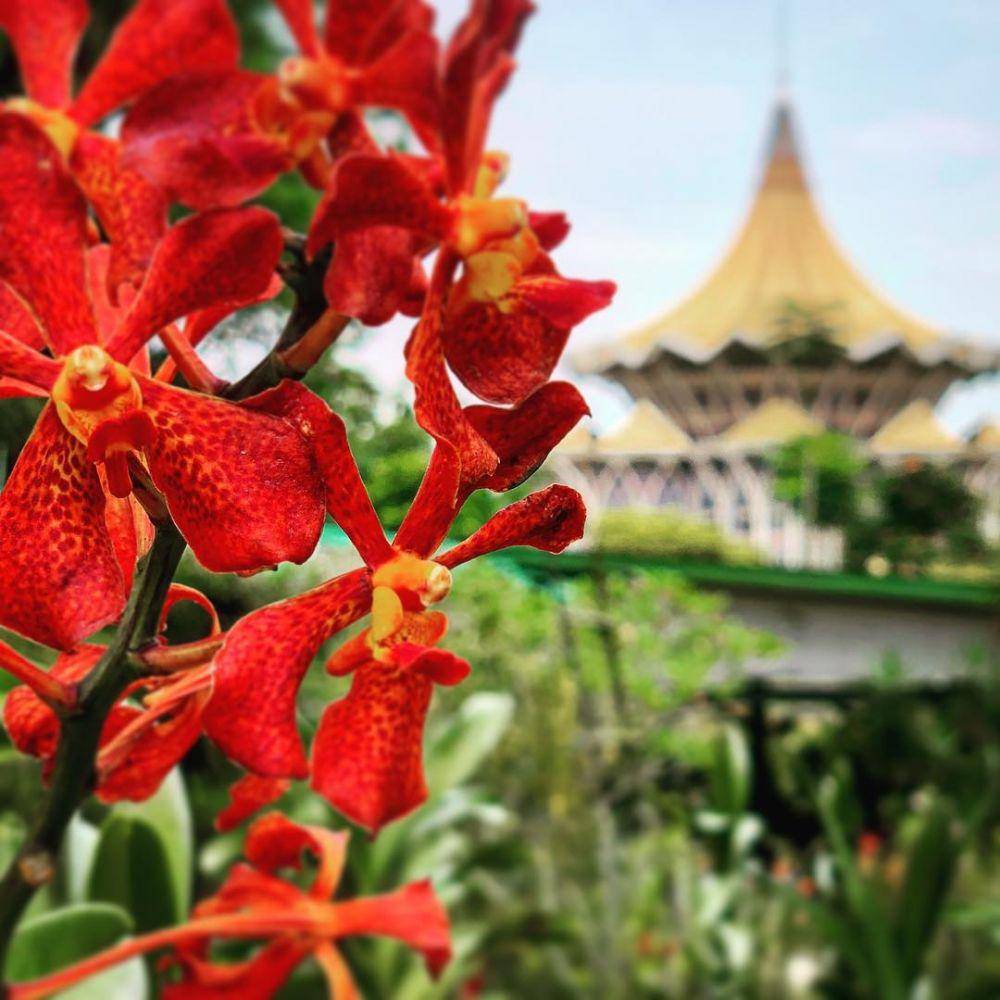 Kuching Orchid Garden (instagram.com/jabero54)
