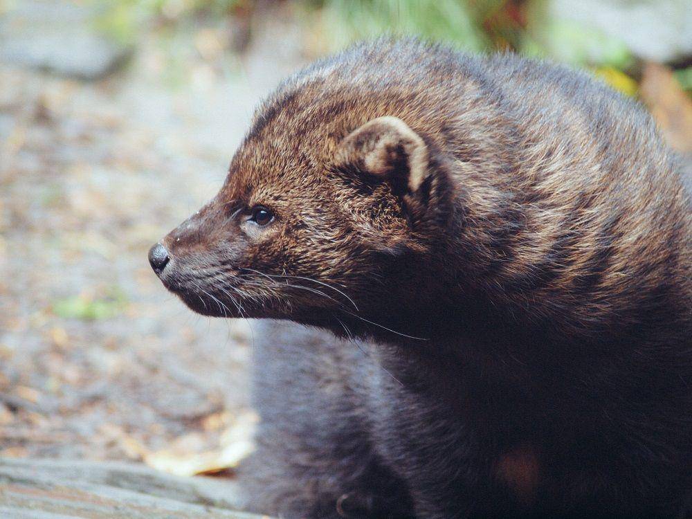 fisher cat (commons.wikimedia.org/Matthew Zalewski)