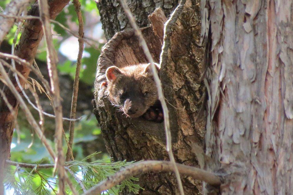 Seekor fisher cat beristirahat di batang pohon. (Pacific Southwest Region 5/Zane Miller via commons.wikimedia.org)