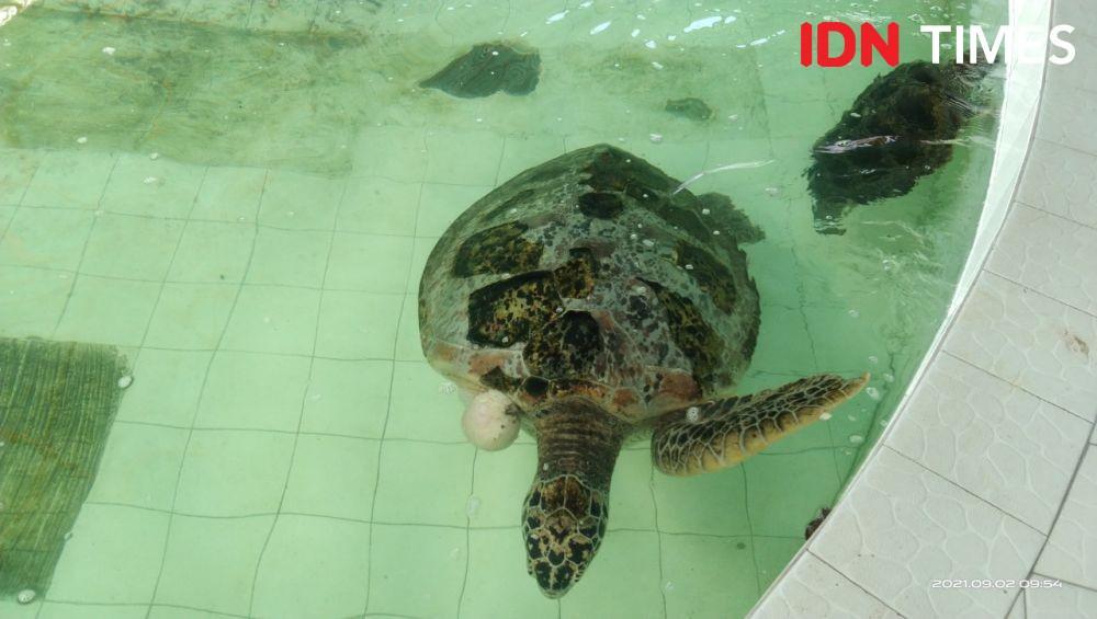 Tiga dari Tujuh Spesies Penyu di Dunia Ada di Bali, Ini Faktanya