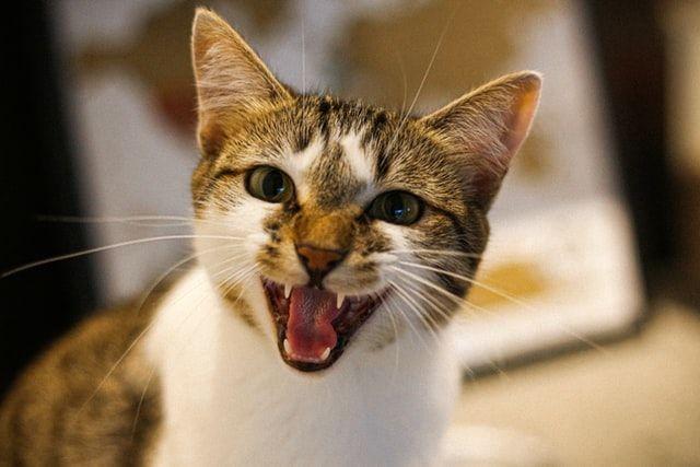 7 Ciri-ciri Kucing Lapar, Cat Lovers Wajib Tahu Tandanya