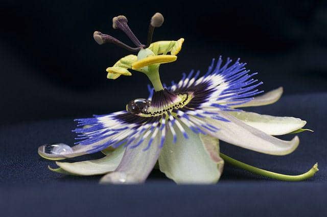ilustrasi bunga passiflora (pixabay.com/Annabel_P )