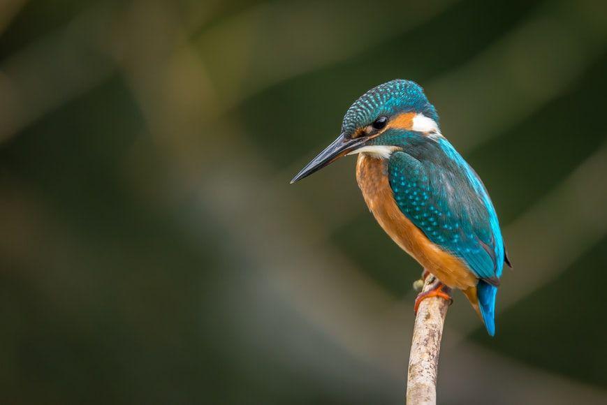 potret burung (unsplash.com/Vincent van Zalinge)