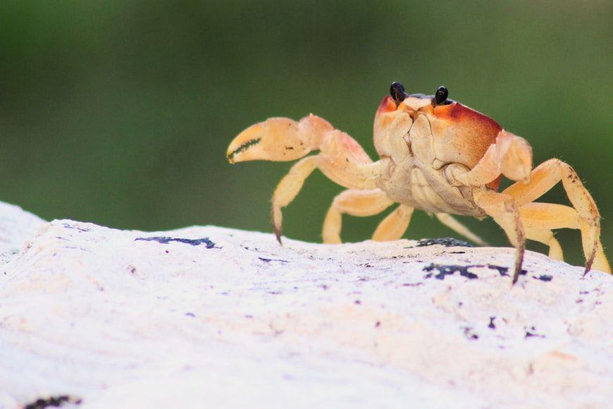 potret kepiting (unsplash.com/Chandler Cruttenden)