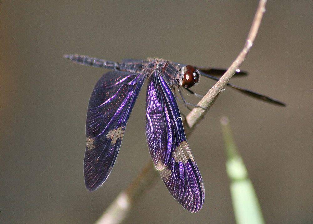 potret capung Sapphire Flutterer (commons.wikimedia.org/Flickr upload bot)