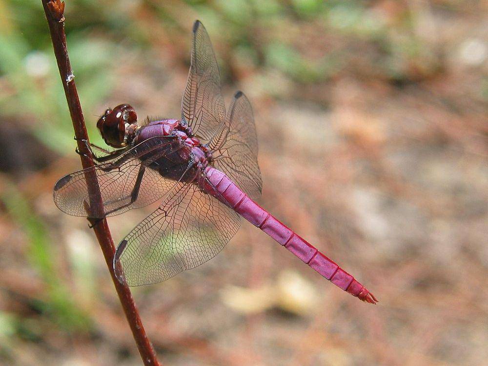 potret capung Roseate Skimmer (commons.wikimedia.org/The Squirrel Conspiracy )