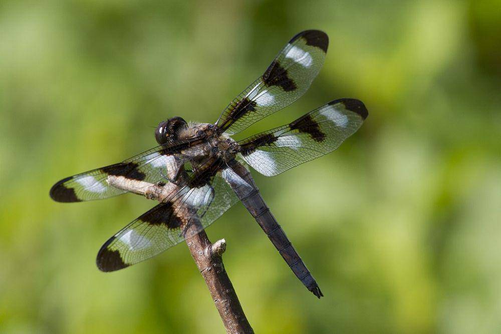potret capung Twelve-Spotted Skimmer (commons.wikimedia.org/	Einstein2)