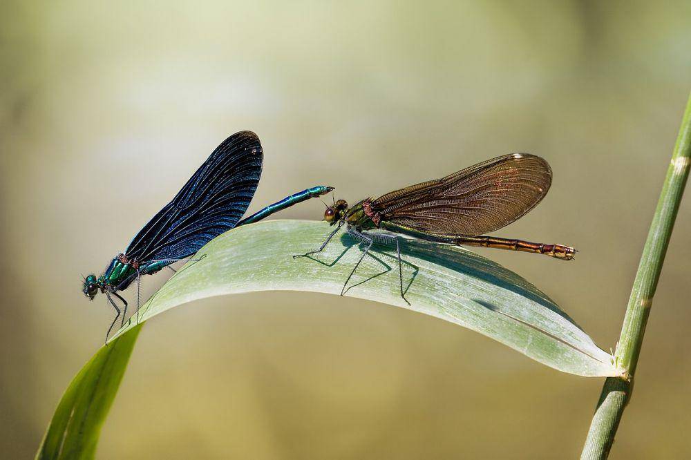 potret sepasang capung Beautiful Demoiselle (commons.wikimedia.org/User:Richard Bartz)