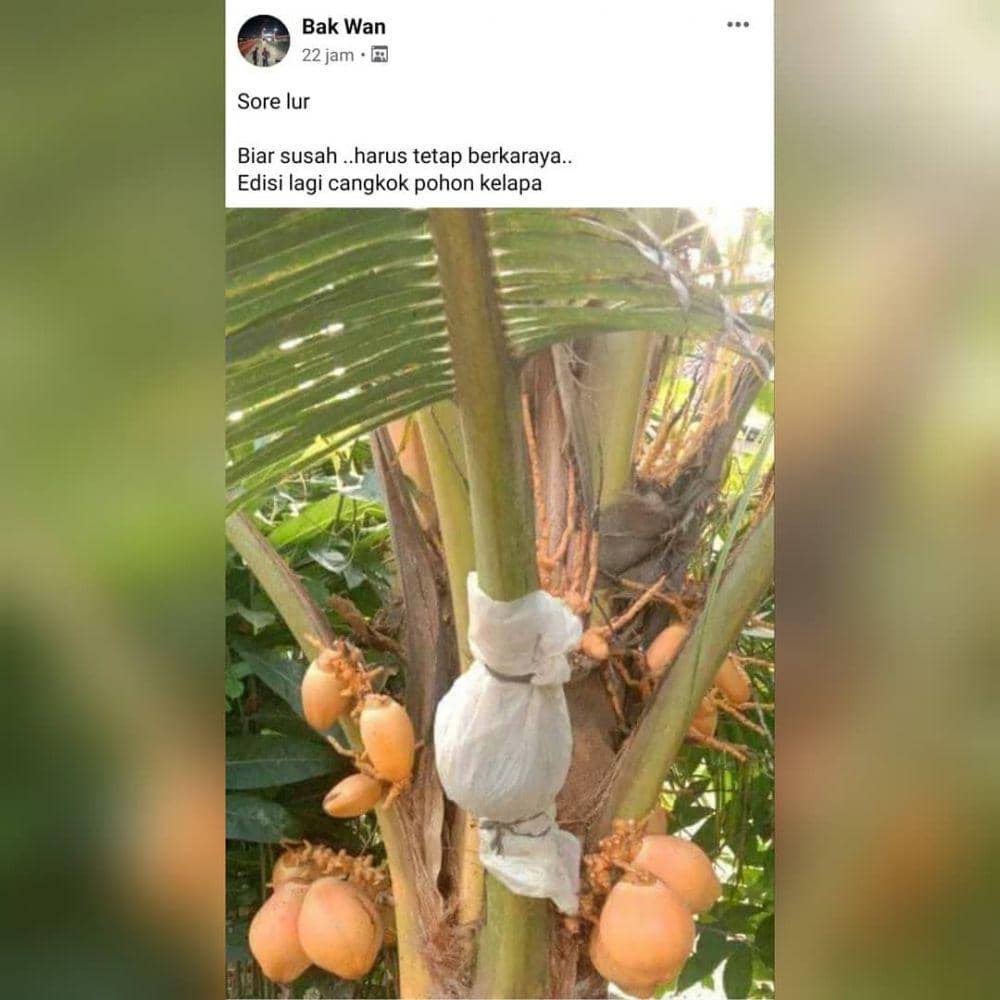 potret pohon unik (instagram.com/anehdanlucu)