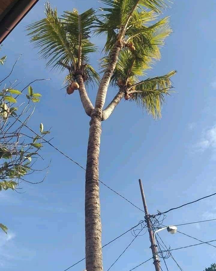 potret pohon unik (instagram.com/wkwkland_real)