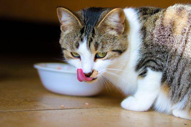 kucing sedang makan (unsplash.com/Abeer Zaki)