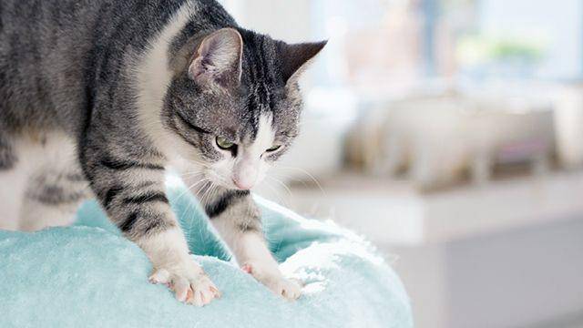 kucing memijit (aaha.org)