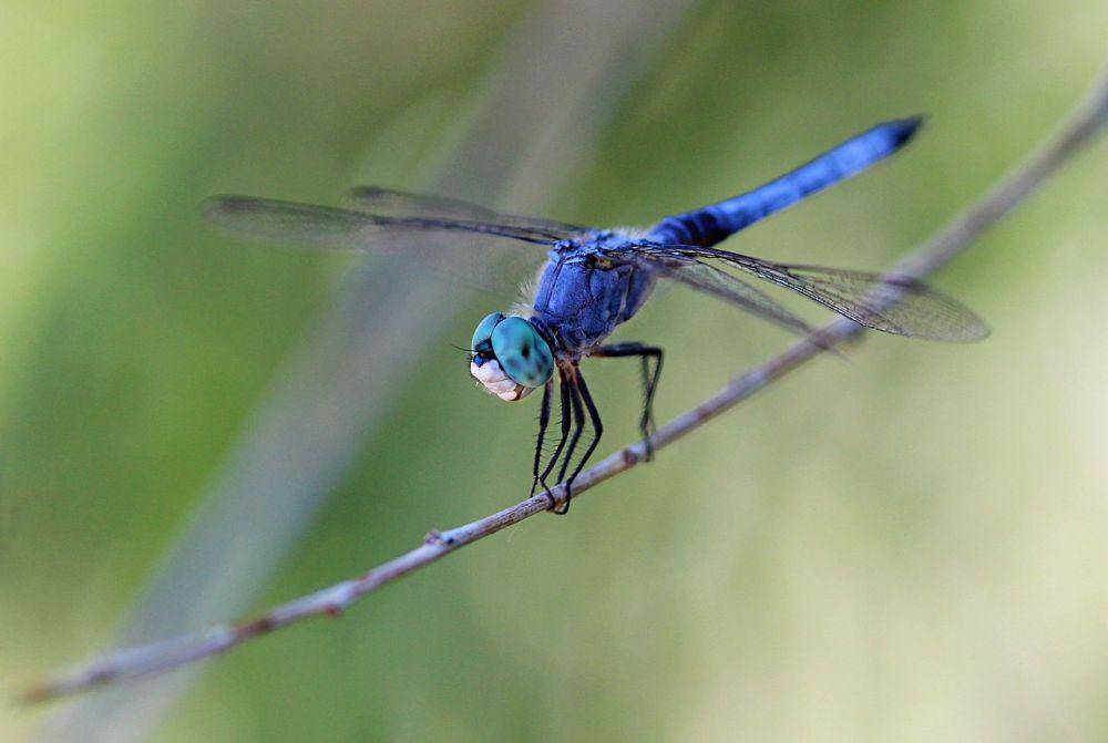 potret capung Blue Dasher (commons.wikimedia.org/User:Jarble)