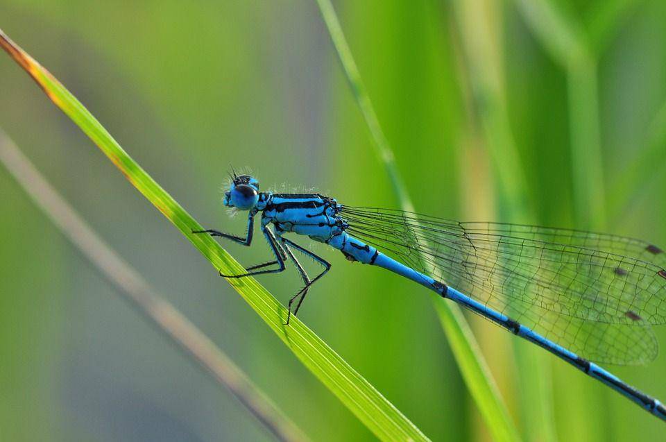 potret capung jarum Azure (commons.wikimedia.org/User:الحساوي   Public Domain)