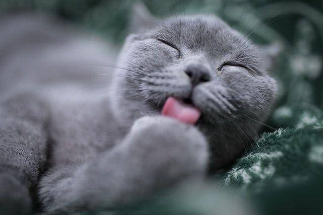 kucing membersihkan diri (unsplash.com/Eric Han)
