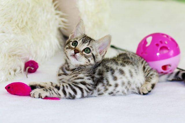 kucing bermain (unsplash.com/Kim Davies)