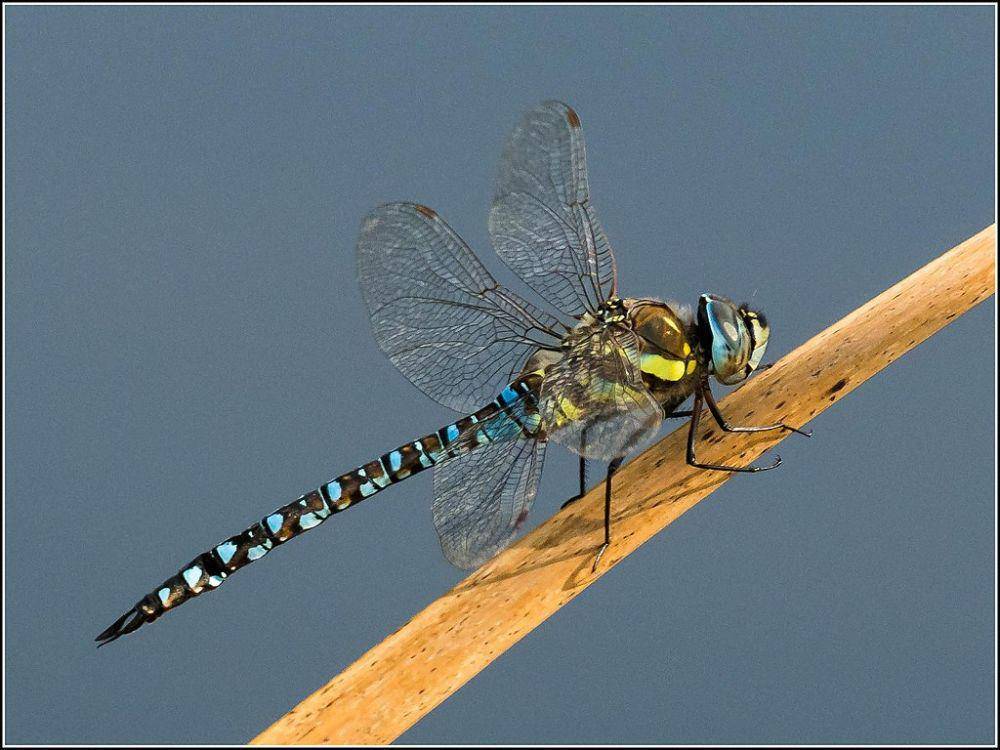 potret capung Migrant Hawker (commons.wikimedia.org/User:Orizan
