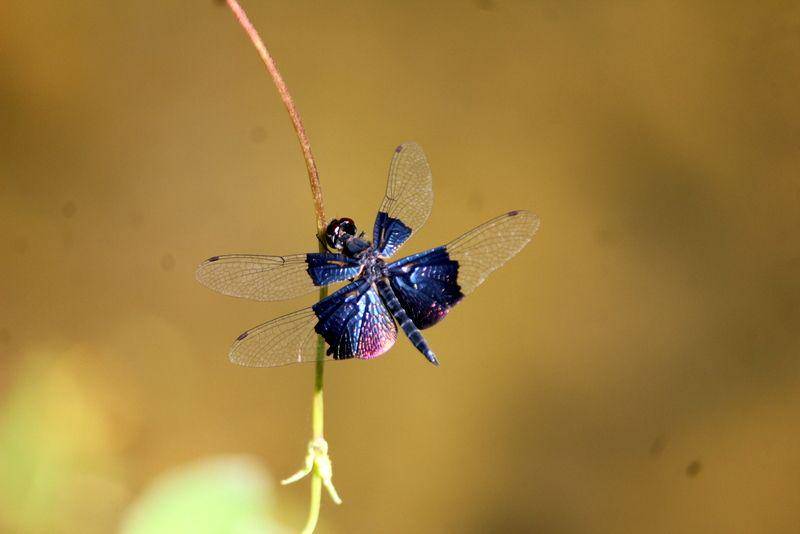 potret capung Asian Sapphire Flutterer (commons.wikimedia.org/User:Pkgmohan )