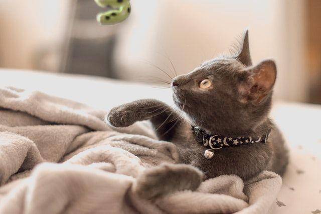 kucing bermain (unsplash.com/Sarah Brown)