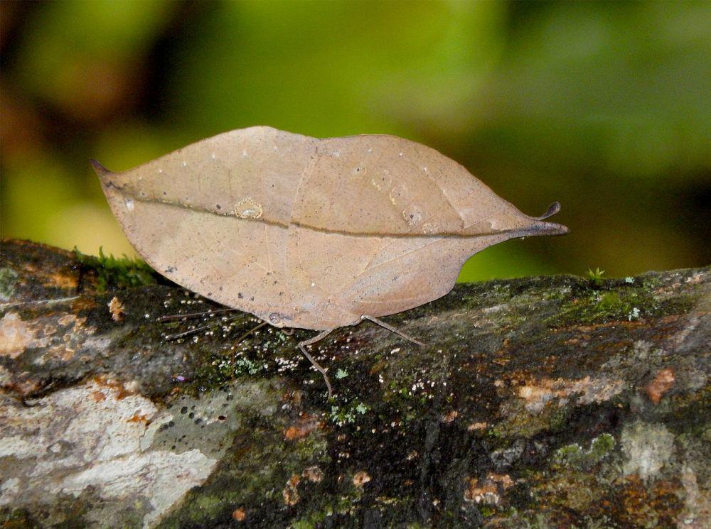 12 Hewan Ini Tampak seperti Tumbuhan, Ada yang Mirip Bunga!