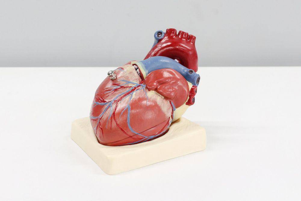 ilustrasi model anatomi organ jantung (unsplash.com/Ali Hajiluyi)