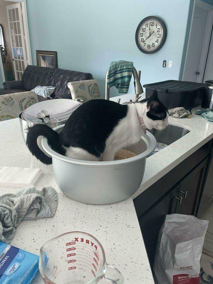 foto kucing sedang membantu manusia (izismile.com)