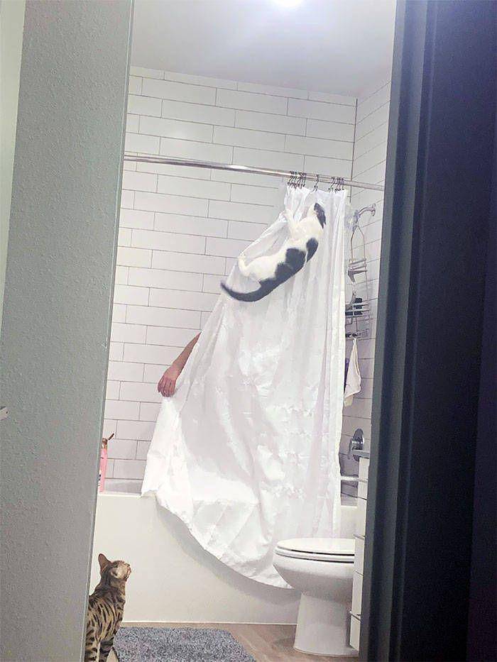 foto kucing sedang mengintip (izismile.com)