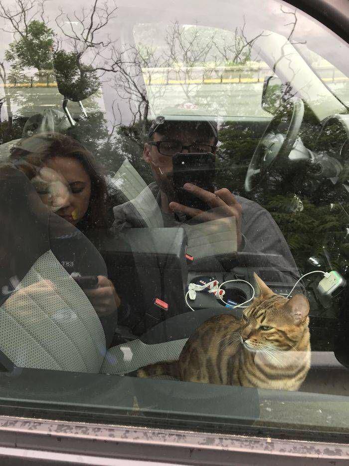 foto kucing sedang membantu manusia (izismile.com)