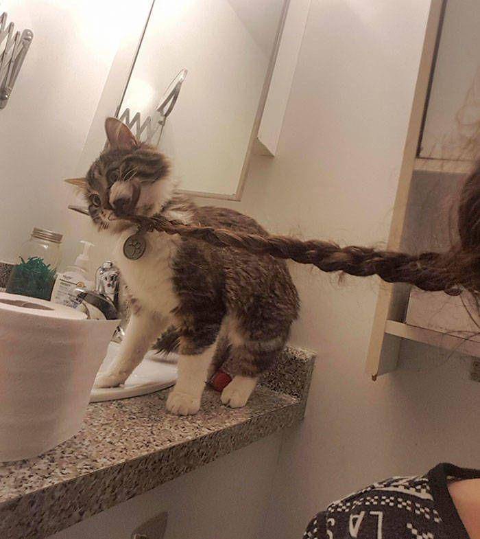 foto kucing sedang membantu manusia (izismile.com)
