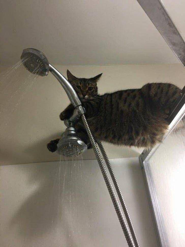 foto kucing sedang mengintip (izismile.com)