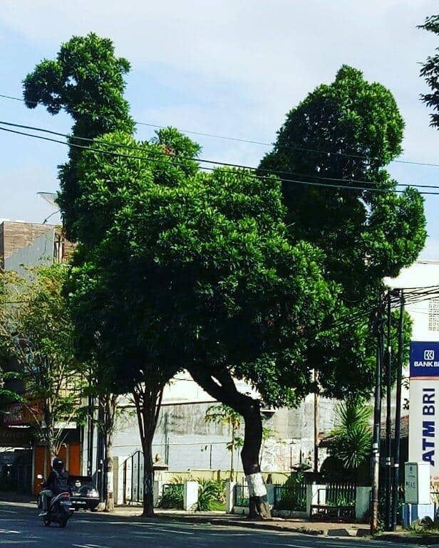 potret pohon unik (instagram.com/ernidhukun)