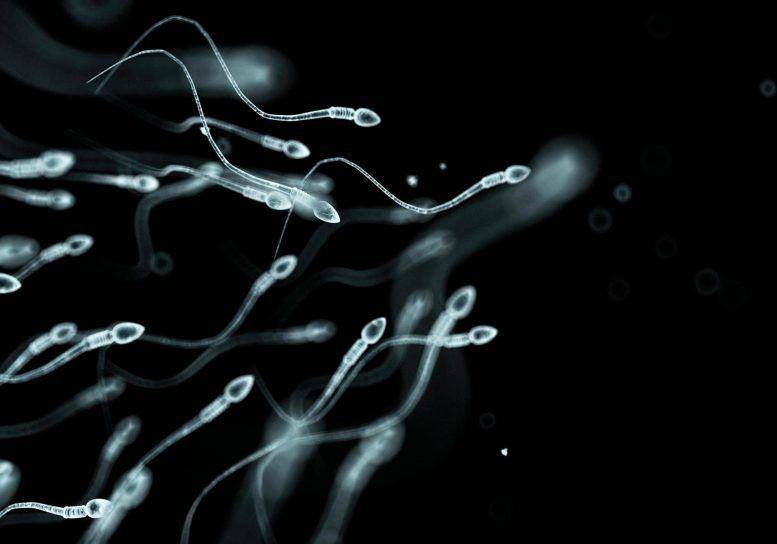 ilustrasi sel sperma (scitechdaily.com)