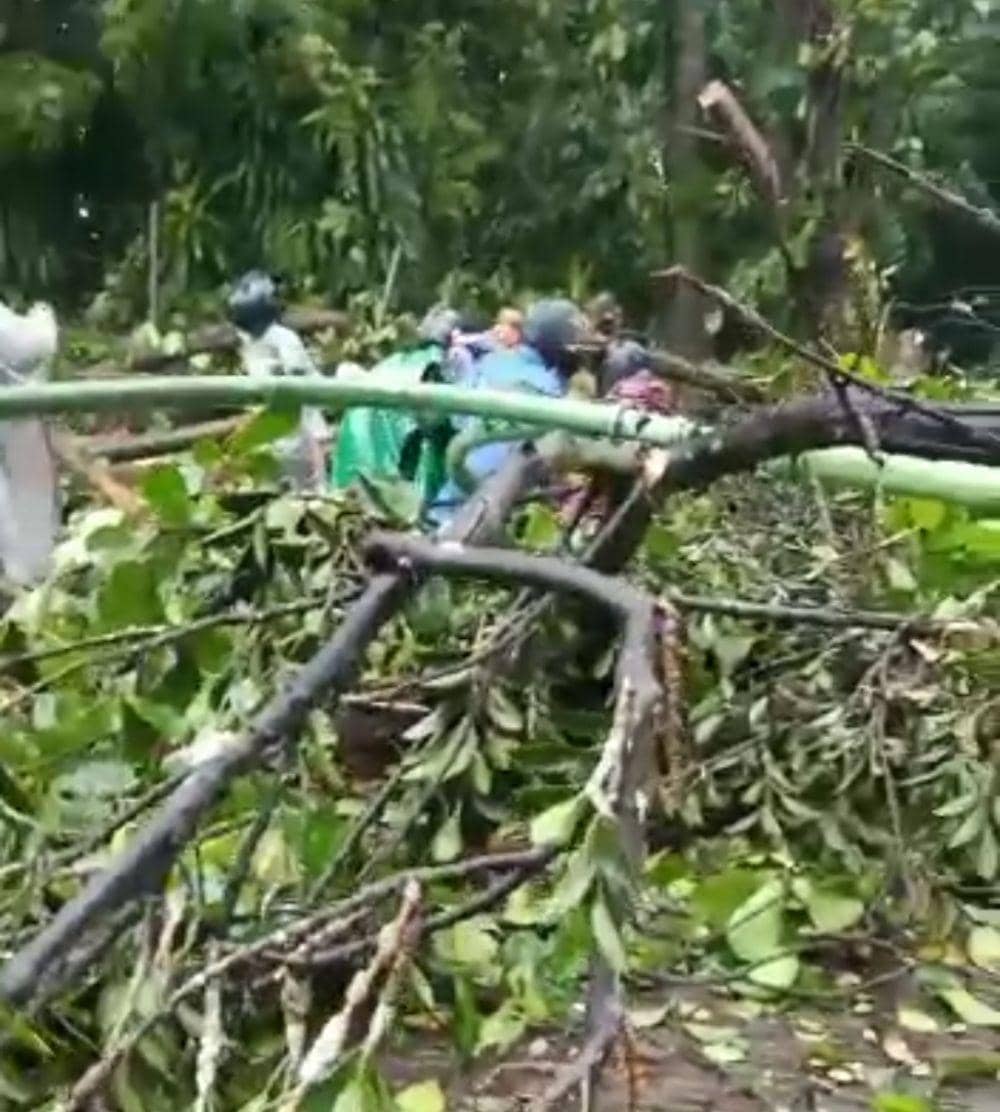 Pohon tumbang di Kabupaten Sleman. Dok: istimewa