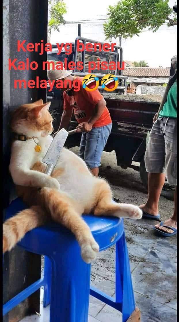 meme kucing mencoba membantu manusia (facebook.com/Zara Munandar)