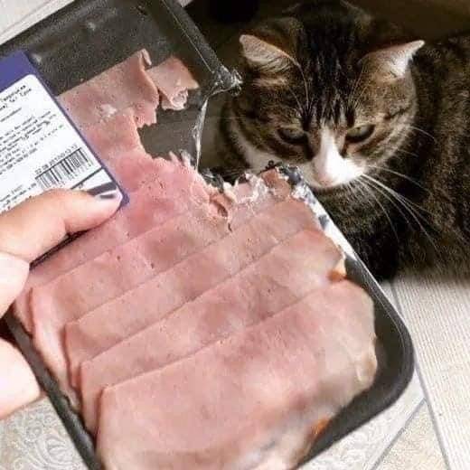 foto kucing mencoba membantu manusia (facebook.com/Kamy Cat)
