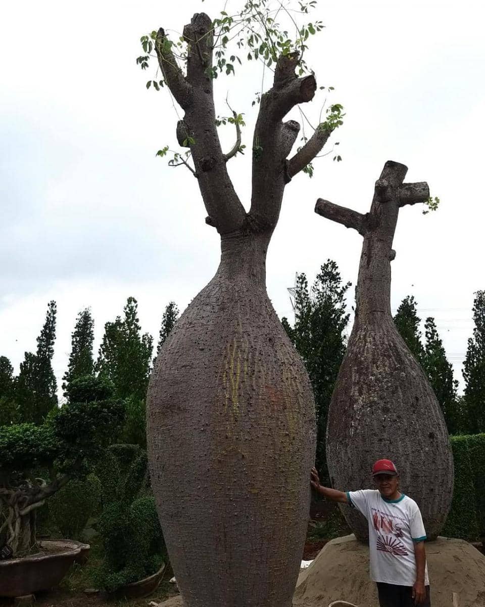 potret pohon unik (instagram.com/kingoftree_indonesia)