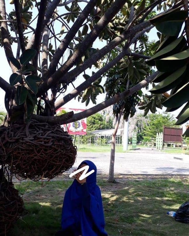 potret pohon unik (instagram.com/liza.listari.93)