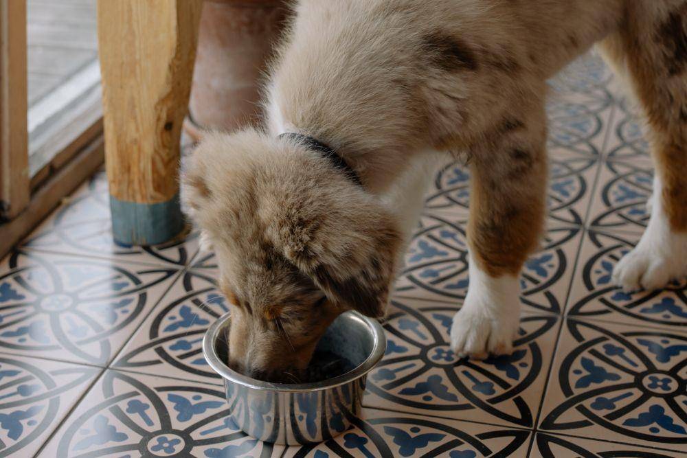 Nafsu makan anjing juga bisa menandakan kesehatan anjing (pexels.com/cottonbro)