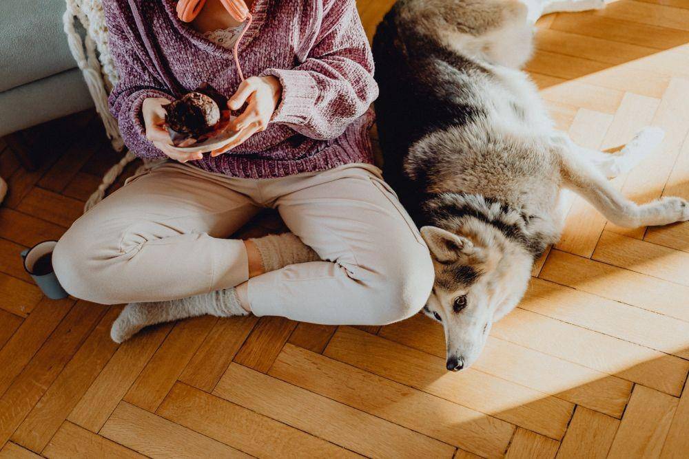 Ketika merasa senang dan nyaman, anjing akan mendekat kepada kamu (pexels.com/Karolina Grabowska)