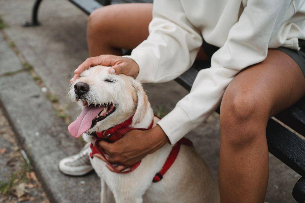 Anjing yang bahagia berperilaku tenang (pexels.com/Samson Katt)