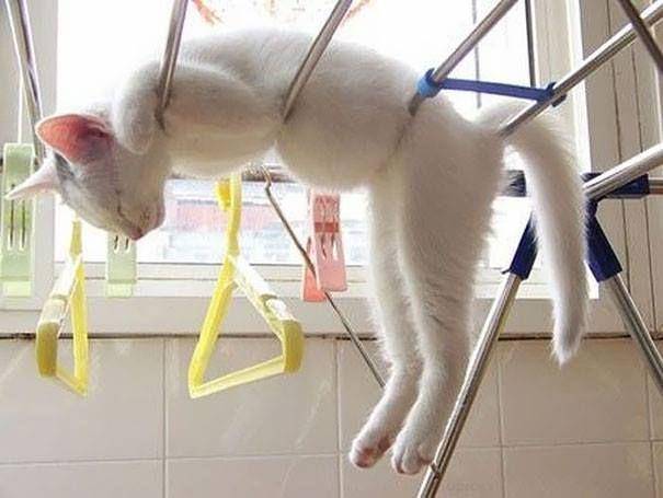 foto kucing sedang membantu manusia (imgur.com/StickBoundWithTwine)