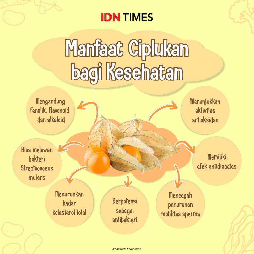 infografis ciplukan (IDN Times/Mardya Shakti)