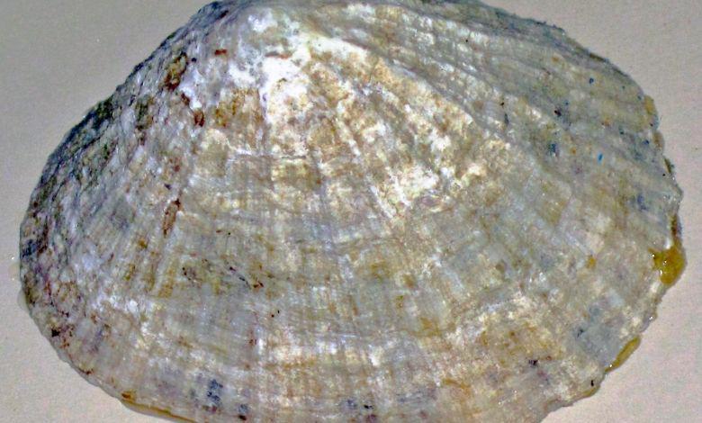 Fakta Unik Limpet, Hewan Kecil Unik Melebihi Tampilannya