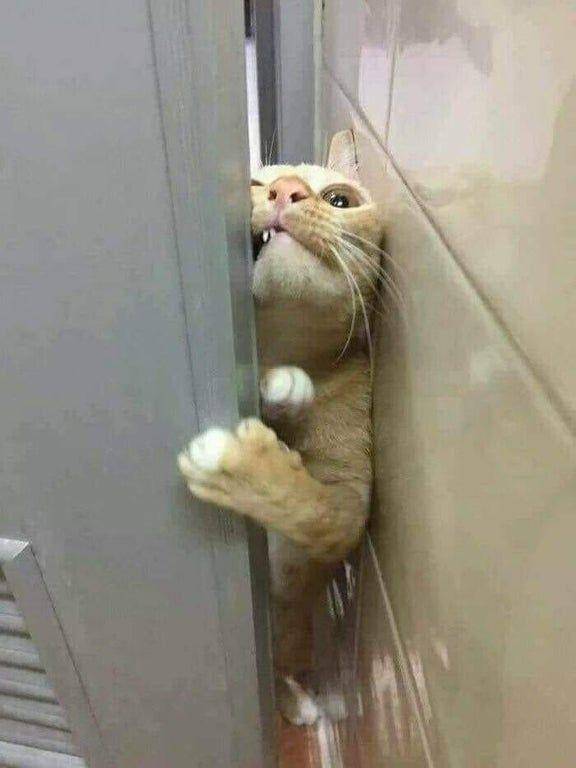 foto kucing sedang mengintip (reddit.com/afmachado)