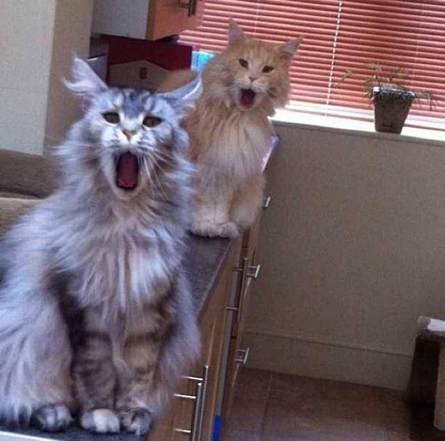 foto kucing sedang mengintip (imgur.com/EroticLlama)