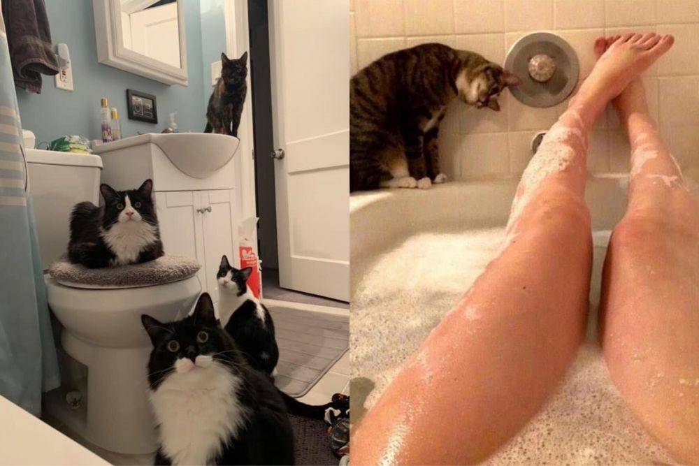 foto kucing sedang mengintip (reddit.com/Everythingvanishes | boredpanda.com/Viktorija Gabulaite dan Rokas Laurinavicius)
