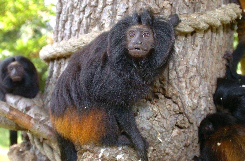 Black lion tamarin (bbc.com)