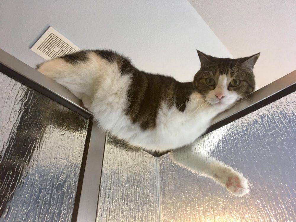 foto kucing sedang mengintip (reddit.com/flopsycat)