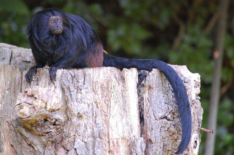 Black lion tamarin (neprimateconservancy.org)