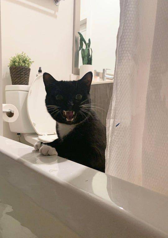 foto kucing sedang mengintip (reddit.com/mollyaclarke)